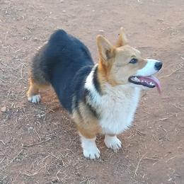 Rip - Pembroke Welsh Corgi