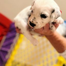 Dalmatian Puppies from A’s Spots & Dots Dalmatians