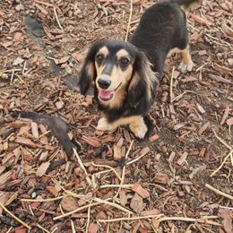 Stella - Dachshund