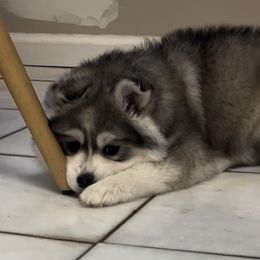 Pomsky Puppies from PomskyParadise