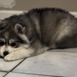 Pomsky Puppies from PomskyParadise