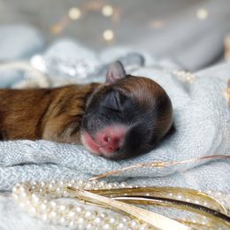 Companion Cross, Havanese, Mal-Shi, Maltese, Maltipoo, Morkie, and Shih Tzu Puppies from Seeking Shalom Acres Maltese, Maltipoos & Havamalts