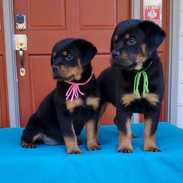 Rottweiler Puppies from Black Jade Rottweilers