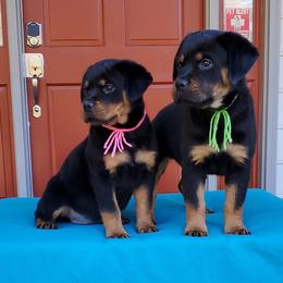 Rottweiler Puppies from Black Jade Rottweilers