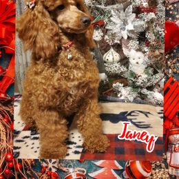 "Janey Mini Poodle" Poodle All Grown Up from Meadowbrook Standard and Mini Poodles