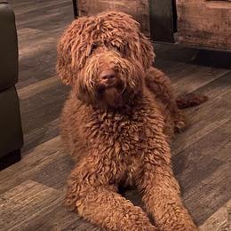 Missy - Goldendoodle
