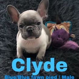 French Bulldog Puppies from Heather's French Bulldogs