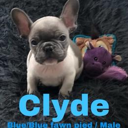 French Bulldog Puppies from Heather's French Bulldogs