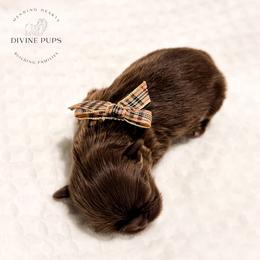 Moonbean - Liver male Shih Tzu puppy in League City, Texas from Divine Pups