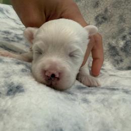 Boy 2 - White male Maltipoo puppy in Dade City, Florida from Watkins Maltipoo's