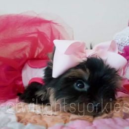 Yorkshire Terrier Puppies from Twilights Yorkies FL