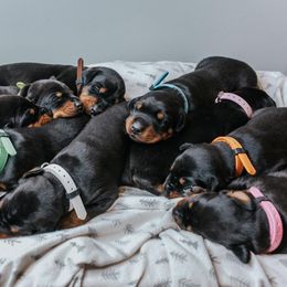 Doberman Pinscher Puppies from KC Defense Dobermans Kennel