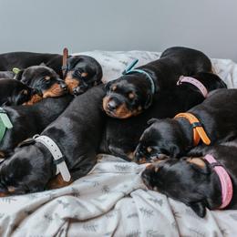 Doberman Pinscher Puppies from KC Defense Dobermans Kennel