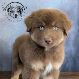Ferrero - Red tri-color male Australian Shepherd puppy in Fultonville, New York from Sandy Aussies & Pomeranians