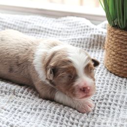 Miniature Australian Shepherd Puppies from Yarborough Kennels