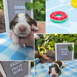 Boy 5 HUCKLEBERRY - Red and white male English Springer Spaniel puppy in Saginaw, Michigan from Kemerer Springers