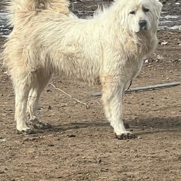 Girl red collar - Colorado Mountain Dog puppy in Elizabeth, Colorado from Blessings Acres Farm