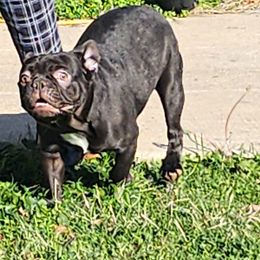 French Bulldog and Yorkshire Terrier Puppies from Tight Pocket House Frenchies & Yorkies