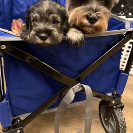 Leo black and silver - Black and silver male Miniature Schnauzer puppy in Kansas City, Kansas from Liliana's Mini Schnauzers