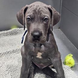 Rocky - Blue male Great Dane puppy in Garner, North Carolina from Gentle Giant Danes, LLC