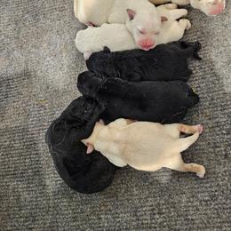 First pick white male - Yellow male Labrador Retriever puppy in Lititz, Pennsylvania from R&M Labrador Retriever Puppies