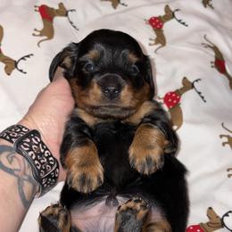 Dachshund Puppies from Sassy Kat’s Dachshunds