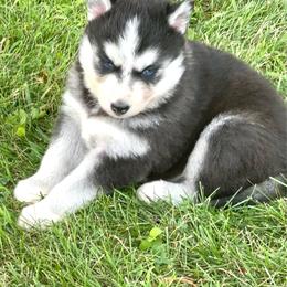 Luna - Black and white female Siberian Husky puppy in Collins, Iowa from Homegrown Huskies