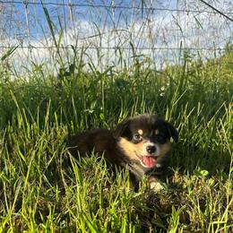 Miranda - Black and tan female American Corgi puppy in Payson, Illinois from Creek Farm Corgis