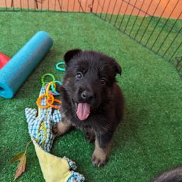 German Shepherd Puppies from Maska Honi Working German Shepherds