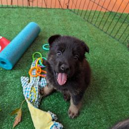 German Shepherd Puppies from Maska Honi Working German Shepherds