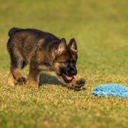 German Shepherd Puppies from Sommerfeld German Shepherds