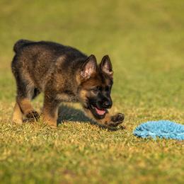 German Shepherd Puppies from Sommerfeld German Shepherds