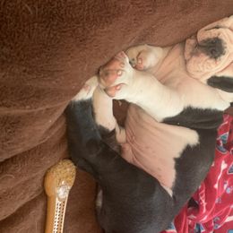 Olde English Bulldogge Puppies from Gods Of Olympus Bulldogges