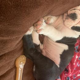 Olde English Bulldogge Puppies from Gods Of Olympus Bulldogges