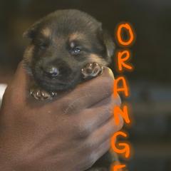Orange - Black and tan male German Shepherd puppy in Sebring, Florida from Blackwater K9