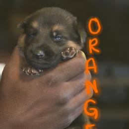 Orange - Black and tan male German Shepherd puppy in Sebring, Florida from Blackwater K9