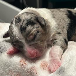 Billy - Blue merle male Australian Shepherd puppy in Palm Bay, Florida from Wiggle Butt's