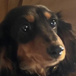 Tilley - Dachshund