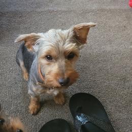 Dolly - Yorkshire Terrier