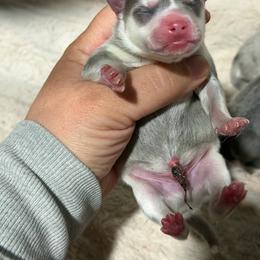 Boy 1 - Blue male Pomsky puppy in Aberdeen, Idaho from Willow Creek Cresteds