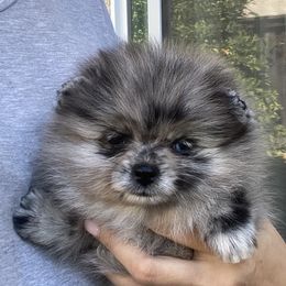 Zoe - Blue merle female Pomeranian puppy in Citrus Heights, California from Yev and Marina's Pomeranians (AKC)