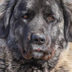 Anatolian Shepherd Dogs from Rising Phoenix Farm