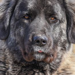 Anatolian Shepherd Dogs from Rising Phoenix Farm