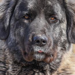 Anatolian Shepherd Dogs from Rising Phoenix Farm