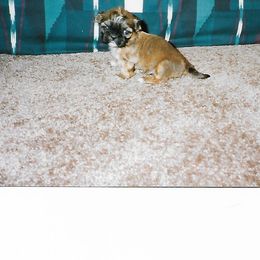 Shih Tzu Puppies from Shih Tzu Dreams Come True