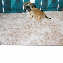 Shih Tzu Puppies from Shih Tzu Dreams Come True