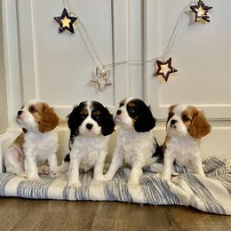 Cavalier King Charles Spaniel Puppies from Parks Cavaliers