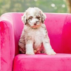 Aussiedoodle, Bordoodle, Goldendoodle, and Sheepadoodle Puppies from Crooked Creek Doodles and Poodles