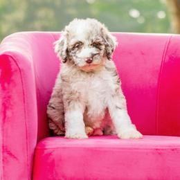 Aussiedoodle, Bordoodle, Goldendoodle, and Sheepadoodle Puppies from Crooked Creek Doodles and Poodles