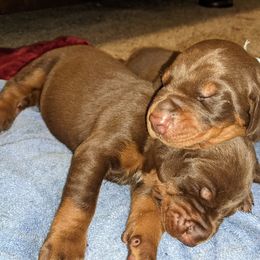 Doberman Pinscher Puppies from Saxbell Dobermans